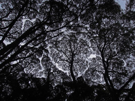 Crown shyness in an Eucalyptus stand, Strahan, Tasmania
