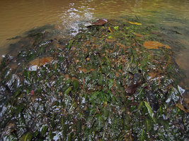 Cryptocoryne affinis, rheophytic population, Kuala Betis, Malaysia