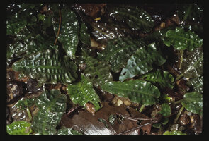 Cryptocoryne affinis, Taman Negara, Malaysia
