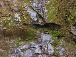 Cryptocoryne albida in cracks of a vertical seeping cliff, Si Phang Nga,NP, Thailand
