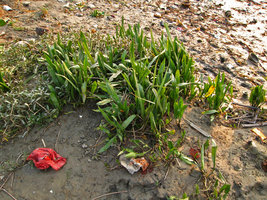 Cryptocoryne ciliata in Calcutta, India