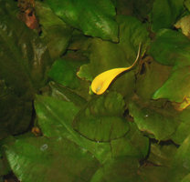 Cryptocoryne cordata, open spatha submerged inside the Christarium