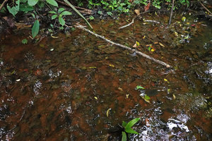 Cryptocoryne cordata var. siamensis, dense population in slow moving muddy black water, Khao Lak Lam Ru NP, Thailand