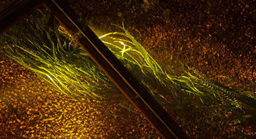 Cryptocoryne crispatula submerged in the Christarium, in fast flowing water