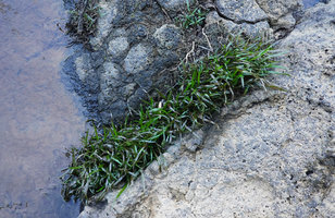 Cryptocoryne crispatula var. crispatula, dense patch in rock cleft, Ben Cu rapids, Dong Nai river, Cat Tien NP, Vietnam