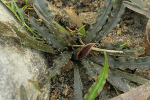 Cryptocoryne cruddasiana, brown leaf form, dentate leaves and dark brown spathe lined by a lighter streak, Malikha river, Putao, Kachin, Myanmar