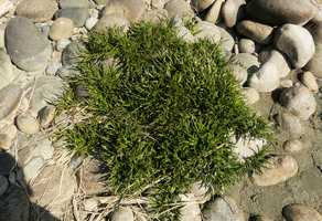 Cryptocoryne cruddasiana clump among pebbles, Malikha river, Putao, Kachin, Myanmar