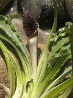 Cryptocoryne cruddasiana, whitish tube and blackish limb of spatha,, Malikha river, Putao, Kachin, Myanmar