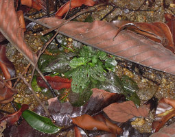 Cryptocoryne elliptica emersed among granitic pebbles and dead leaves from canopy trees, Bukit Panchor SP, Penang, Malaysia