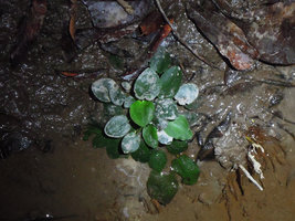 Cryptocoryne elliptica emersed on a mud flat, Bukit Panchor SP, Penang, Malaysia