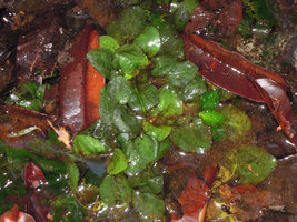 Cryptocoryne elliptica, sugmerged individuals,nBukit Panchor SP, Penang, Malaysia