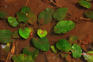 Cryptocoryne griffithii, green slightly cordate leaves, Nee Soon swamp forest, Singapore