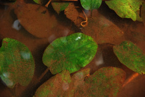 Cryptocoryne griffithii, green submersed leaves, Nee Soon swamp forest, Singapore