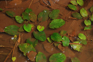 Cryptocoryne griffithii, Nee Soon,  Singapour, Octobre 2010