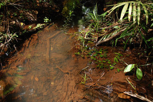 Cryptocoryne griffithii, small population in habitat, Nee Soon swamp forest, Singapore