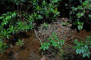 Cryptocoryne sp., maybe the elusive C. jacobsenii, probably the species regularly exported to Europe in the Sixties and Seventies, Mac Ritchie, Singapore