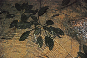 Cryptocoryne sp., maybe the elusive C. jacobsenii, submersed, Mac Ritchie, Singapore