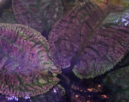 Cryptocoryne longicauda, bright golden pink iridescence under flash light in the brown leaf form, Gunung Mulu NP, Sarawak, Borneo