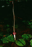 Cryptocoryne longicauda, Gunung Mulu NP, Sarawak, Borneo