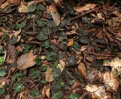 Cryptocoryne longicauda, mixed population of green and brown individuals, Gunung Mulu NP, Sarawak, Borneo