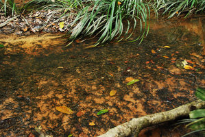 Cryptocoryne nurii, submersed in a sandy substrate, Johore, Malaysia