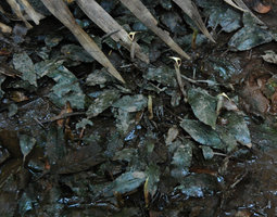 Cryptocoryne schulzei, flowering partly emersed population, Gunung Panti FR, Johore, Malaysia, Feb 2012