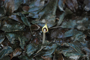 Cryptocoryne schulzei, inflorescence and emersed leaves, Gunung Panti FR, Johore, Malaysia, Feb 2012