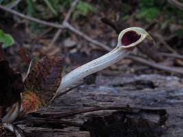 Cryptocoryne schulzei inflorescence, Gunung Panti FR, Johore, Malaysia