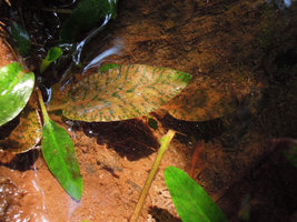 Cryptocoryne schulzei, maculate and plain green submerged leaves, Gunung Panti FR, Johore, Malaysia