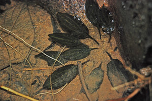 Cryptocoryne sp., maybe the elusive C. jacobsenii,dark brown leaves and whitish nerves, Mac Ritchie, Singapore