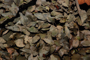 Cryptocoryne sp., maybe the elusive C. jacobsenii, emersed leaves covered by mud, Mac Ritchie, Singapore