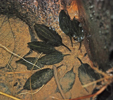 Cryptocoryne sp., maybe the elusive C. jacobsenii, sandy substrate, dark brown leaves and whitish nerves, Mac Ritchie, Singapore