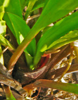 Cryptocoryne spiralis, spatha, Tranquebar, Tamil Nadu, India