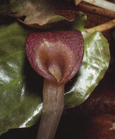 Cryptocoryne x purpurea, inflorescence showing the warty limb, collar, throat and tube, Ayer Keroh Recreation Forest, Melaka, Malaysia