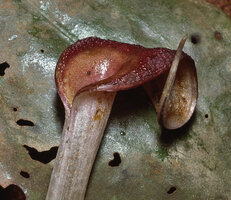 Cryptocoryne x purpurea, warty limb, collar and throat of the spathe, Ayer Keroh Recreation Forest, Melaka, Malaysia