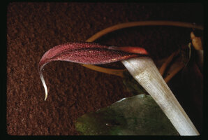 Cryptocoryne x purpurea, warty limb of the spathe, Ayer Keroh Recreation Forest, Melaka, Malaysia