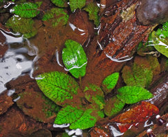 Cryptocoryne x timahensis, brown striped leaves, Bukit Timah, Singapore