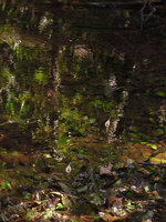 Cryptocoryne x timahensis flowering in habitat, Singapore