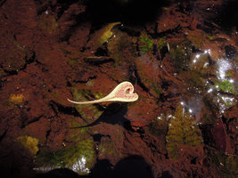 Cryptocoryne x timahensis, inflorescence emerging out of the mud, Singapore
