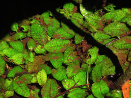 Cryptocoryne x timahensis, iridescent green colour of the leaves, close-up, Singapore