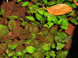 Cryptocoryne x timahensis, iridescent green colour of the leaves, Singapore