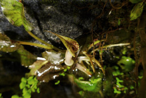 Cryptocoryne x timahensis, open spatha