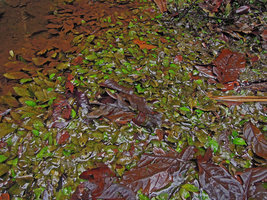 Cryptocoryne x timahensis, population detail, Bukit Timah, Singapore