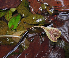 Cryptocoryne x timahensis, warty surface of spatha and collar, Bukit Timah, Singapore, endemic or more probably introduced