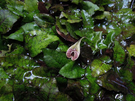 Cryptocoryne x timahensis with light purple spatha in habitat in habitat, Singapore