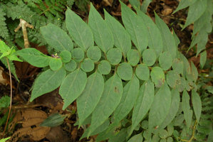 Cuatresia cf. garciae, perfect distribution of the big and small leaves of the sympodial units of the plagiotropic shoot, Chicaque, Soacha, Colombia