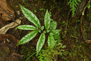 Cuatresia riparia, a form with silver mottled leaves, Chicaque, Soacha, Colombia