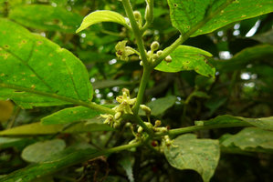 Cuatresia riparia, flowers, Chicaque, Soacha, Colombia