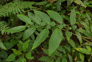 Cuatresia riparia, plagiotropic anisophyllous shoot, Chicaque, Soacha, Colombia