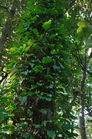 Culcasia orientalis climbing along a tree trunk, Kimboza FR, Uluguru, Tanzania